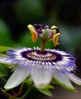 Fiori che passione
