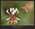 BOMBYLIUS MAJOR