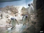 Uno scatto colto all'Acquario nella vasca dei pinguini. Con un sacco di problemi tecnici a causa del vetro appannato in mezzo, ma buono per un sorriso... Non vi pare che il pinguino dietro sia l'arbitro che d il via ai due nuotatori pronti al tuffo dai blocchi di partenza?