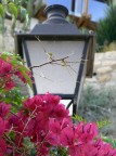 fiori e lanterne