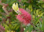 fiori ad alicante