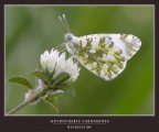 EUCHLOE AUSONIA FEMALE........ CONTROLUCE
