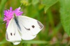 farfalla