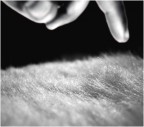 the soft touch