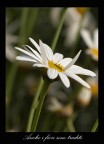Anche i fiori sono traditi