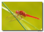 Red &amp; Green 4