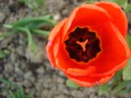 Sony DSC-P93A Cyber-Shot