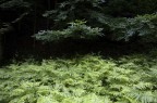 Il limitare del bosco