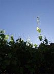 semplicemente controluce...