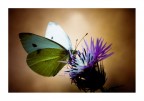 macro