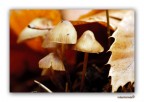 Nikon D200 - Nikkor 105 f2.8 macro