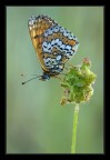 Cinxia (Melitaea)
