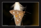 &quot;Brown Butterfly@2007&quot;