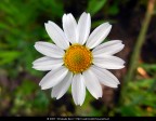 La fotografia  stata scattata con una macchina fotografica digitale. In un secondo momento  stata ritoccata a computer aumentando il contrasto, regolando la colorazione e riducendo il rumore dallo sfondo.

Soggetto: Margherita - Pineta di Castel Fusano - Roma

Tecnologia: Nikon Coolpix L5, Adobe Photoshop e ABSoft Neat Image