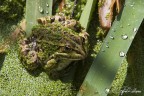 Rana mimetizzata