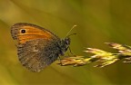 Satyrinae
