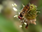 dov' finito il fiore?