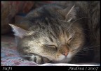 Dolce Dormire