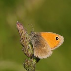 Coenonympha pamphilus
