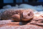 Iguana
