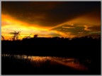 il riso al tramonto