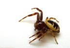 Synaema globosum