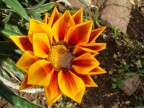 Primo fiore fotografato!