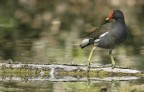 Renzo-Gallinella