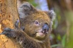 Fauna australiana