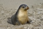 Fauna Australiana 2