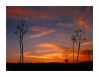 Ferule al tramonto