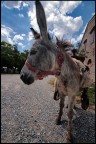 Parla pi forte...non ti capisco