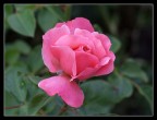 ROSA DELICATA