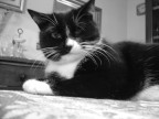 Sony DSC-P93A Cyber-Shot