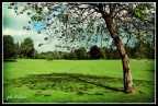 Verde acceso