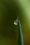 il mondo in una goccia di acqua