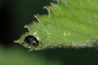 era un cosino, che non so nemmeno il suo nome, piccolissimo...sar stato 3 millimetri di animaletto...
