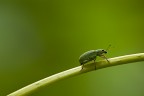 Verde Speranza!