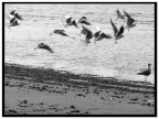 Fuji S5600 ISO 100
Immagine convertita in B/N in Photoshop