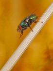 mosca infernale