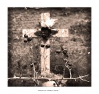 croce e spine