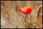 Solitudine