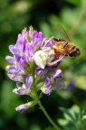 Pasto sull'erba medica