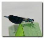 Libellula 2 - fiume Sele