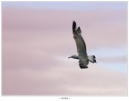 Zuiko 200/4 + duplicatore X2A su oly 500, focale equivalente 800 mm.