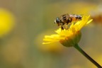 Sul Fiore