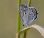 Farfalla