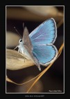 &quot;Open Blue Wings@2007&quot;