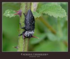 Capnodis tenebrionis