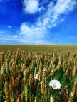 Grano fiorito